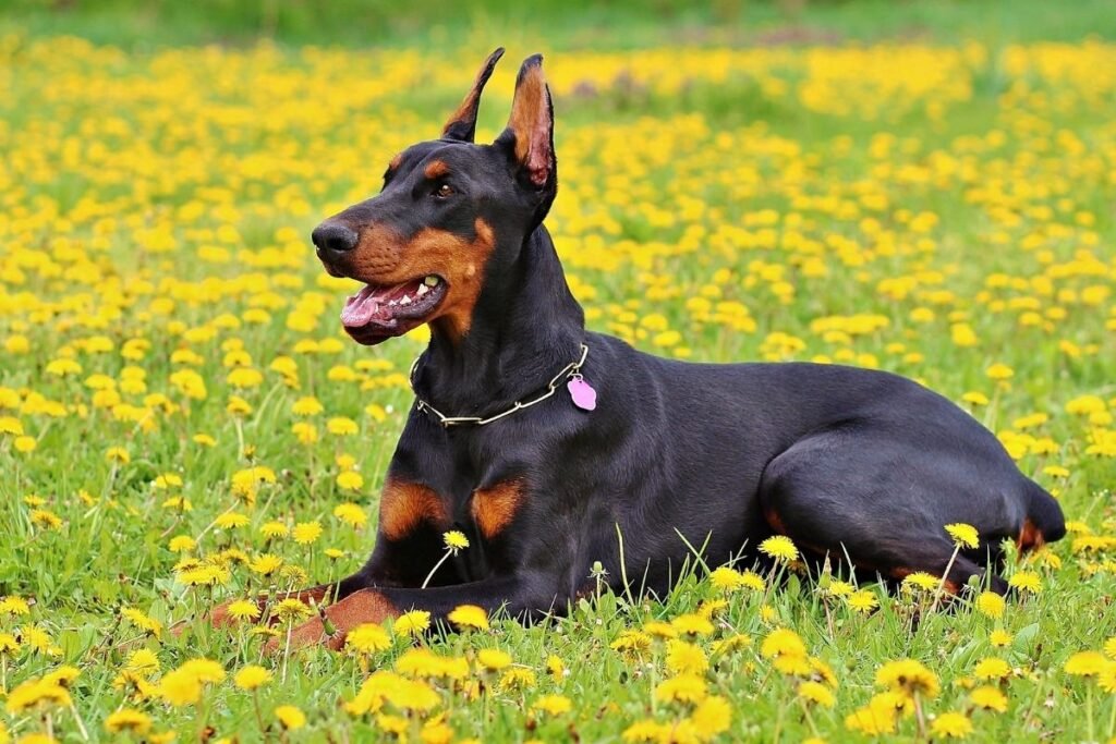 Rabies: What Everyone Needs to Know – FAQs, Myths & Life-Saving Facts